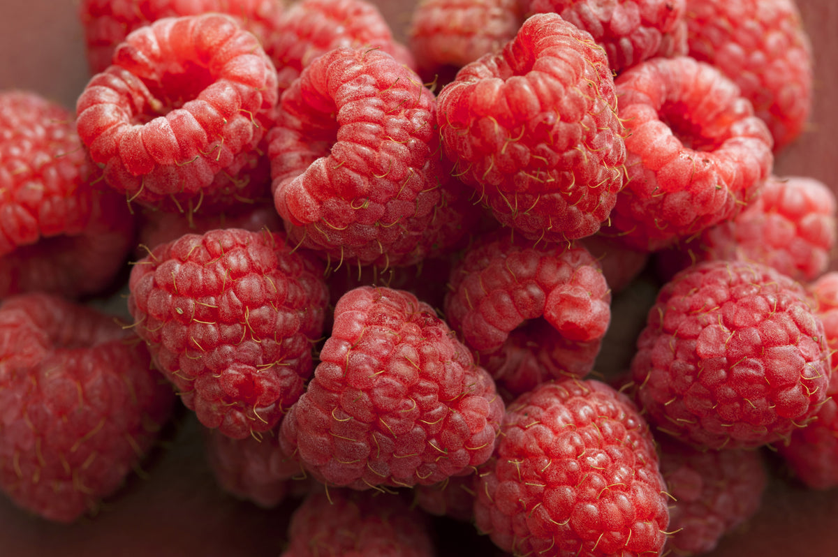 Merino Wool Sweet - Raspberry